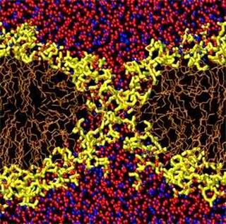 Как показывает компьютерное моделирование,  молекулы клеточной мембраны (желтые «головные группы» с коричневыми  «хвостами») могут спонтанно реорганизовываться, образуя пору,  пропускающую в клетку воду (красные и синие точки).