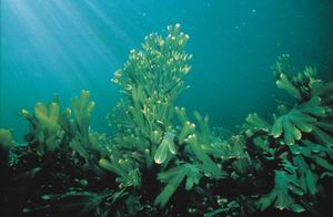 «Подводные леса» - бурая водоросль рода Фукус.