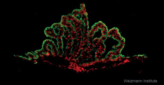 Микрофотография иммунофлуоресцентного окрашивания  сосудистого сплетения. Эпителиальные клетки светятся зеленым, белки  хемокины (CXCL10) – красным.