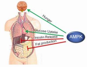 AMPK функционирует во многих органах, контролируя уровень энергии