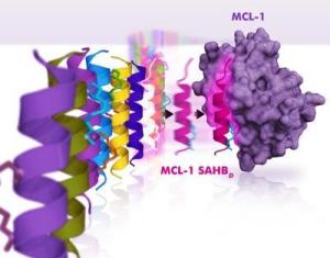 Используя  созданный самой природой метод избирательного связывания, Стюарт и его  коллеги разработали селективный ингибитор анти-апоптического белка  MCL-1, являющегося фактором выживания клеток самых разнообразных форм  рака. При скрининге группы химически модифицированных  спиральных  пептидов, представляющих собой домены белков семейства  BCL-2, ученые установили,  что, по иронии судьбы, собственная  BH-3-спираль «домена смерти» MCL-1 является уникальным и эксклюзивным  ингибитором MCL-1, заставляющим раковые клетки воспринимать стимулы  апоптоза, которые особенно притупляются экспрессией MCL-1.