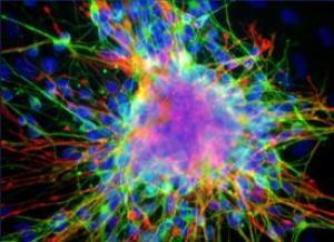 Эти нейроны, олигодендроциты и астроциты получены из одной человеческой нейральной стволовой клетки.