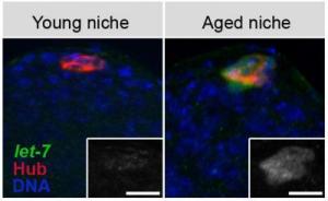 Флуоресцентные снимки семенников молодого (слева) и старого самцов плодовых мушек показывают влияние старения на нишу стволовых клеток (вверху в центре). У старых мух клетки (красные), функционирующие как часть поддерживающей стволовые клетки ниши, экспрессируют больше микроРНК let-7 (зеленая), что изменяет их сигнальные свойства, приводя к уменьшению количества стволовых клеток, способных поддерживать нормальное состояние ткани.